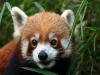 Red Panda Liked Weather of Nainital Population Increased   Govind Vallabh Pant Zoo Park