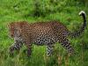Census of Leopards in India   Leopard population in India   Madhya Pradesh tops with 3,907 leopards  