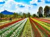 Asia Largest Tulip Garden   Srinagar Tulip Garden   Springtime Attraction