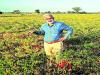 Degree College Lecturer turns as a Farmer to cultivate crops   Benakatti village farmer, Professor Hanuman, balancing agriculture with his job for profits.