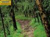 India’s Tree Cover Loss Since 2000: Insights from Global Forest Watch