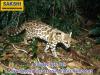 Clouded Tiger Cat: A New Species Discovered in Brazil’s Rainforests