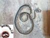 Fossil Of Largest Snake To Have Ever Existed Found In Gujarat 