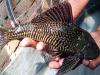 Local fish species in Eastern Ghats water bodies  CCMB scientists find armoured sailfin catfish has spread to 60% of water bodies of Eastern Ghats