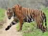 315 People Have Died In Tiger Attacks in Country in Five Years