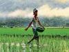 Government Allocates Rs 37,000 Crore for Fertilizer Subsidies This Fiscal