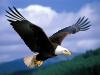 Bald Eagle representing power in America  National bird of the USA, Bald Eagle Bald Eagle is announced as American National Bird after two hundred years