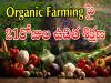 Free Training organic farming