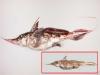 New Zealand Scientists discover new Ghost Shark Species