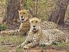 Madhya Pradesh, Rajasthan Joint Panel Formed for Coordination on Cheetah Project