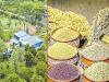 Women in Andhra Pradesh Thrive with Millet Factory