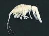 New Predatory Crustacean Species Discovered in the Atacama Trench