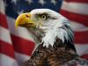 America president official announcement on national bird bald eagle  President Joe Biden signing a bill officially declaring the bald eagle as the national bird of the United States, with an image of the bald eagle in the background.