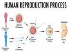 AP 10th Class Biology: Sample Questions on Reproduction for Exam Preparation!