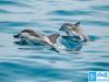 India Estimates 6,326 Dolphins, Uttar Pradesh & Bihar Lead