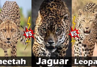Jaguar Vs Cheetah Vs Leopard Details