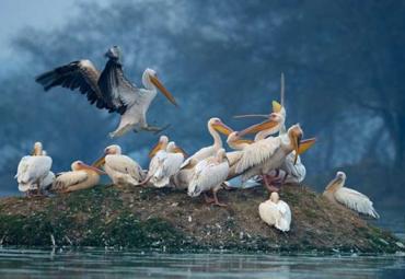 Arrival of foreign Migratory Birds in Telangana state  Foreign migratory birds in a sanctuary near Sangareddy